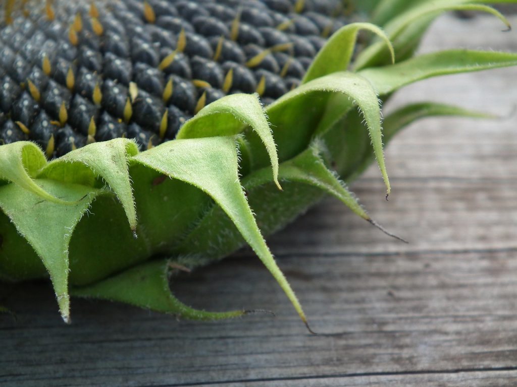 Starting The Transition To a Raw Food Diet