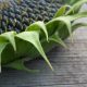 Starting The Transition To a Raw Food Diet